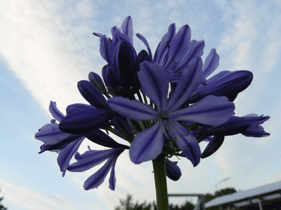 Agapanthus hoog soort 7,50 Agapanthus hoog soort 7,50